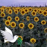 Profile Picture of Julie Rayner (@runnerrayner) on Instagram