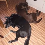 Linus Klewitz - Instagram Profile Picture of Linus Klewitz (@kuesschen_aufs_linuesschen) on Instagram