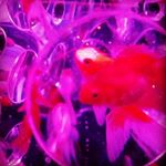 Profile Picture of 未知子 (@michiko_higa) on Instagram