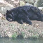 Profile Picture of Daune Rachel Thomas-Frankenfield (@knittingconcierge) on Instagram