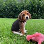 Profile Picture of Claudia McCabe-Smith (@claudiathebeagle) on Instagram