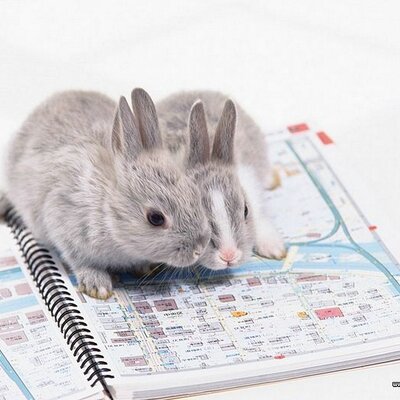 Profile Picture of Celeste Lee (@Celest3Lee) on Twitter