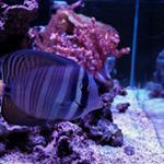 Profile Picture of Erik Aquino (@702_coralreefer) on Instagram