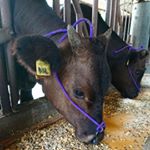 Profile Picture of 眞榮城牧場 (@maeshirobokujyou) on Instagram