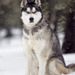 Profile Picture of Nimit Patel (@nimit2548) on Pinterest