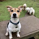 Profile Picture of Clare Cox (@regthejackrussellterrier) on Instagram