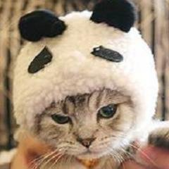 Profile Picture of Panda Cat (@brent_samson) on Twitter