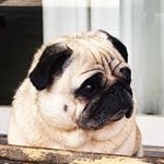 Profile Picture of Dennis Dowdy (@dennis_da_pug) on Instagram