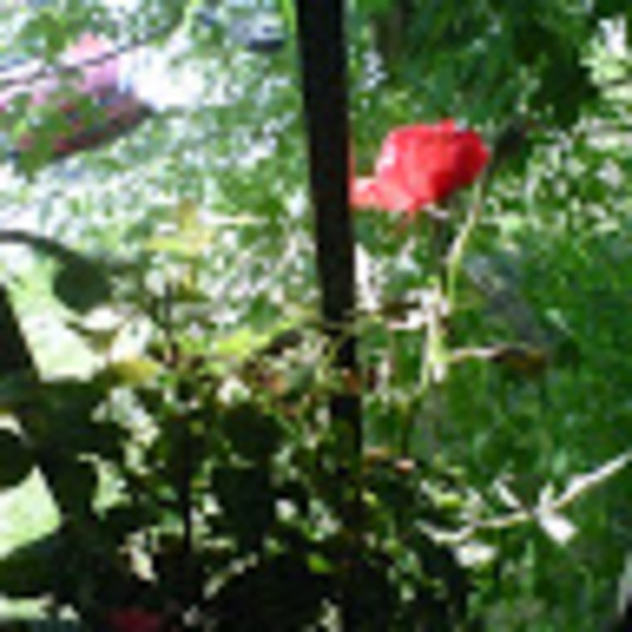 Profile Picture of Michelle Pieplow (@mpiep2008) on Poshmark