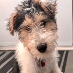 Profile Picture of Jules le fox terrier (@juleslefoxterrier) on Instagram
