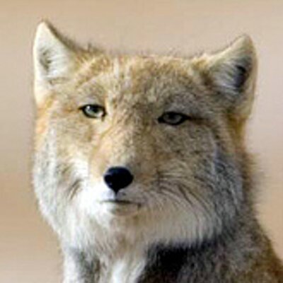 Profile Picture of Eli David (@EliDavid148) on Twitter