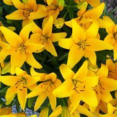 Profile Picture of Tracy Farr (@tracyfarr) on Tiktok