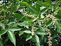 Profile Picture of Vitex - Wikipediaon Wikipedia