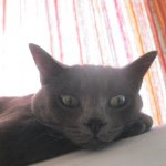 Profile Picture of Dave Klein (@davekleindrummer) on Instagram