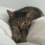 Profile Picture of Randy D. Skinner (@wulfe315) on Instagram