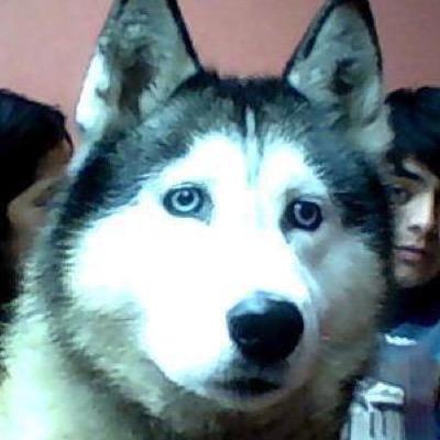 Profile Picture of Bryan Pinedo (@bryanpl542) on Twitter