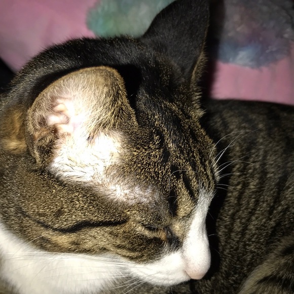 Profile Picture of Maria Conticelli (@kapp44717) on Poshmark