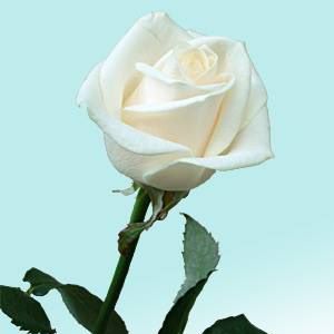 Profile Picture of Giselle Armas (@giselle.armas) on Facebook