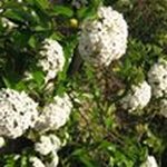 Profile Picture of Brian Love (@peccish) on Instagram