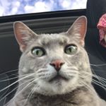 Profile Picture of A. Mollenbeck (@stoduff) on Instagram