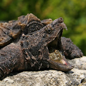 Profile Picture of Simon Adams (@simonadams8044) on Youtube