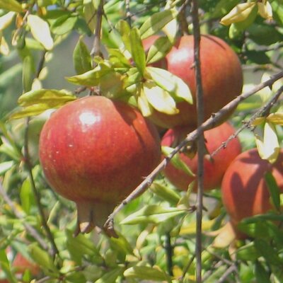 Profile Picture of TheCarlebachMinyan (@@CarlebachLondon) on Twitter