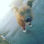 Profile Picture of geoffreysmart (@geoffreysmart) on Instagram