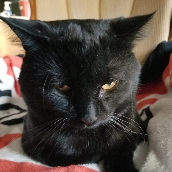 Profile Picture of Katie Benninghoff (@k_benninghoff) on Poshmark