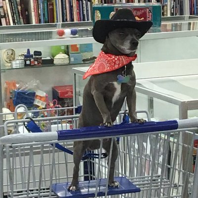 Profile Picture of 🦇🦇 Sean Scare-o-lan 🦇🦇 (@SeanCaravan) on Twitter