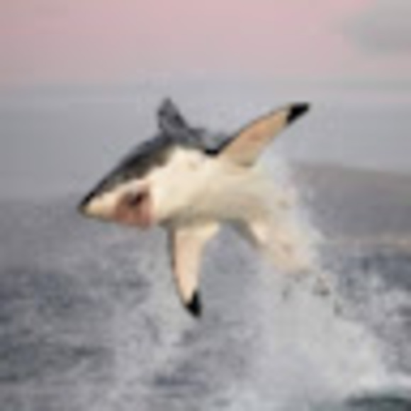 Profile Picture of Brady Boland (@bradyboland17) on Poshmark