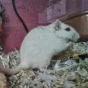 Profile Picture of Mel Adams (@meladams2794) on Youtube