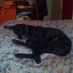 Profile Picture of Michael Passafiume (@instafiume) on Instagram