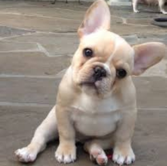 Profile Picture of Andrea Fewkes (@afewkes) on Poshmark