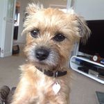 Profile Picture of cheryl lynskey (@carol.lawscreates) on Instagram