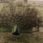 Profile Picture of Jason Margules (@jason.margules.2025) on Facebook