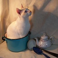 Profile Picture of Jim Watkins (@krafter4keeps) on Pinterest