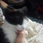 Profile Picture of Jillian Emerson (@jilliebean1232_) on Instagram