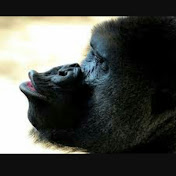 Profile Picture of Javier Marte (@javiermarte1820) on Youtube