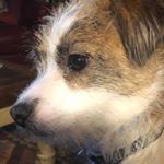 Profile Picture of bob Kaminski (@blingkong) on Instagram