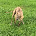 Profile Picture of Edward Brien (@cllampettgreyhounds) on Instagram