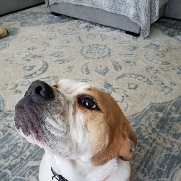 Mary Yesko lazarchik - Poshmark Profile Picture of Mary Yesko lazarchik (@lucylu119) on Poshmark