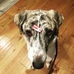 Profile Picture of Alex Romanko (@chenieandalexeat) on Instagram