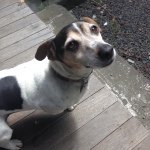 Profile Picture of Rufus Moore (@rip_rufus) on Instagram