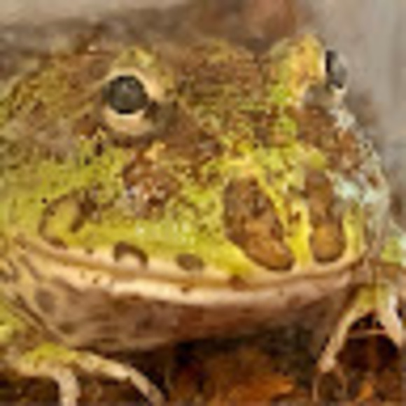 Profile Picture of Joshua or leah Rotenberg (@pedzzz) on Poshmark