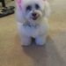 Profile Picture of Christina Cortese (@cortesch) on Pinterest
