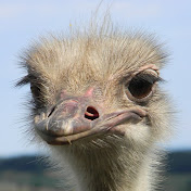 Profile Picture of Karl Hahn (@karlhahn574) on Youtube