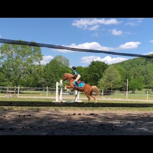 Kate Ludwig - Poshmark Profile Picture of Kate Ludwig (@animallover189) on Poshmark