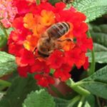 Profile Picture of Iris Zimmermann (@iris.zimmermann) on Instagram