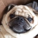 Profile Picture of Jim McDermott (@jim_the_wonder_pug) on Instagram
