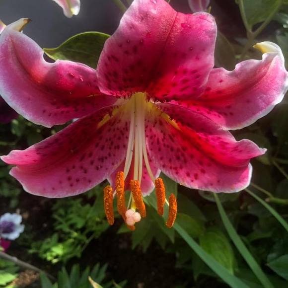 Profile Picture of Gayle Sohm (@gaylbrown128) on Poshmark